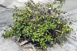 yard-waste-removal-2 yard waste removal
