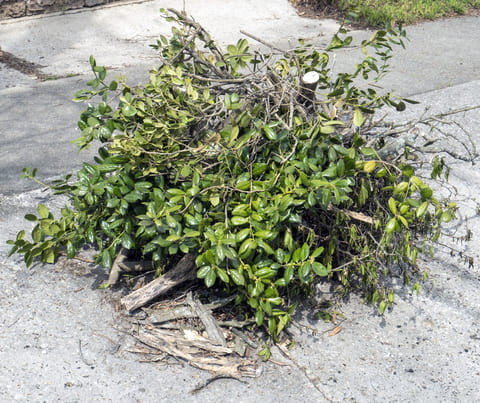 yard-waste-removal